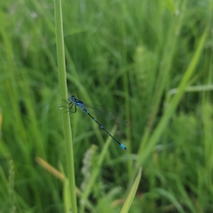 Coenagrion pulchellum