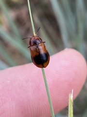Anomoea nitidicollis