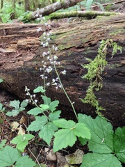 Tiarella trifoliata trifoliata