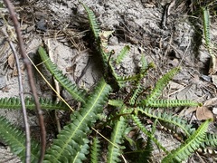 Blechnum polypodioides