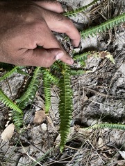 Blechnum polypodioides