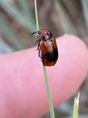 Anomoea nitidicollis