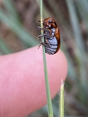 Anomoea nitidicollis