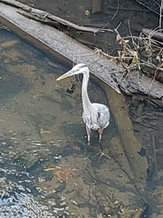Ardea herodias