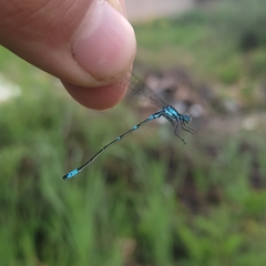Coenagrion pulchellum