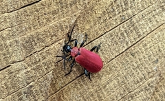 Pyrochroa coccinea