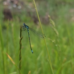 Coenagrion pulchellum