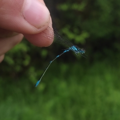 Coenagrion pulchellum