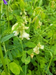 Lathyrus ochroleucus