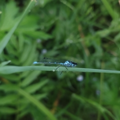 Coenagrion pulchellum