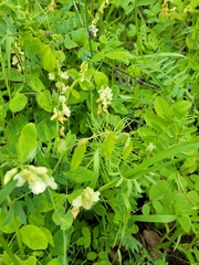 Lathyrus ochroleucus