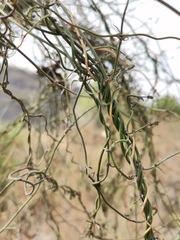 Orthosia