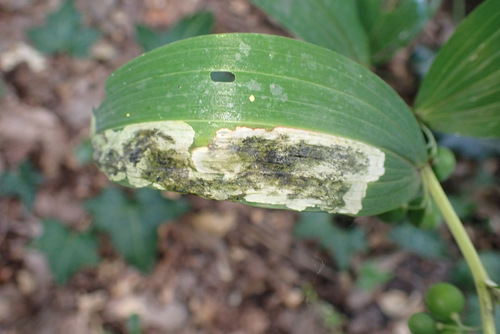 Leptopa media