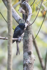 Surniculus dicruroides