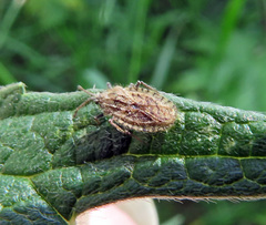 Tingis pilosa