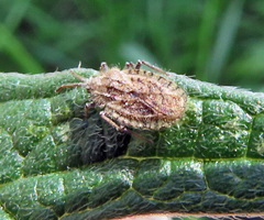 Tingis pilosa