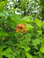 Lonicera dioica