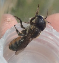 Osmia dimidiata