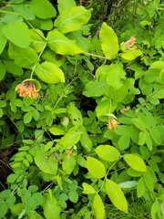 Lonicera dioica