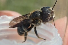 Osmia dimidiata