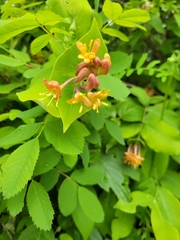 Lonicera dioica