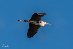 Ardea cinerea
