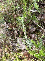 Erica tetralix