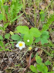 Fragaria virginiana