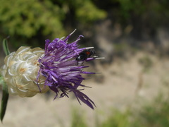 Divales bipustulatus