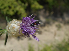 Divales bipustulatus