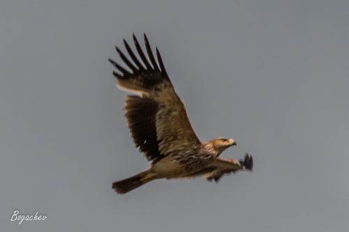 Águila imperial oriental (Aquila heliaca)