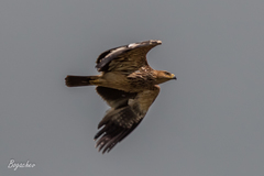 Aquila heliaca