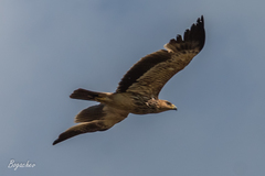 Aquila heliaca