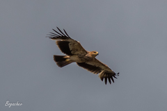 Aquila heliaca