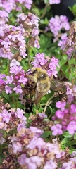 Bombus