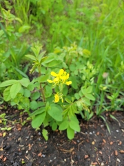 Rhamphospermum arvense