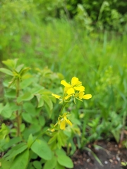 Rhamphospermum arvense