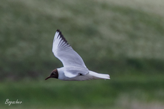 Chroicocephalus ridibundus