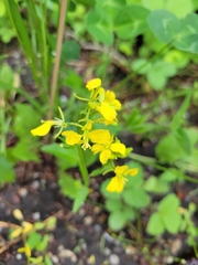 Rhamphospermum arvense