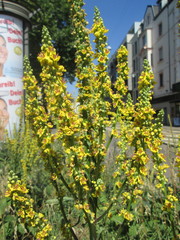 Verbascum nigrum