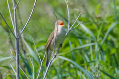 Acrocephalus palustris