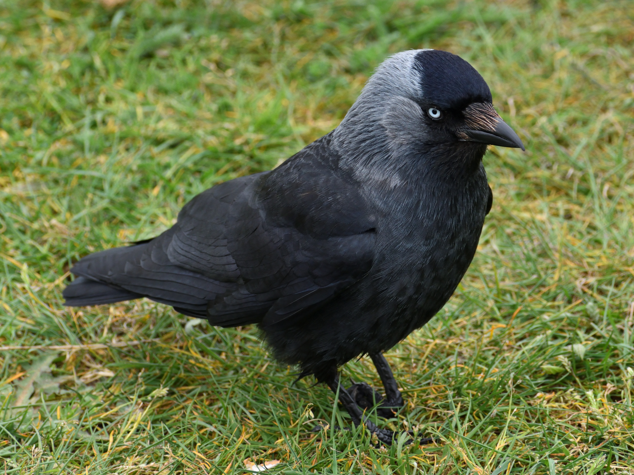 Eurasian Jackdaw (Coloeus monedula)