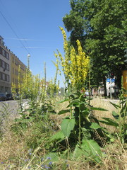 Verbascum nigrum