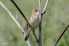 Acrocephalus palustris