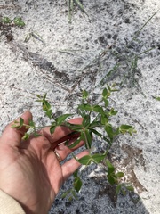 Euphorbia floridana