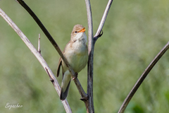 Acrocephalus palustris