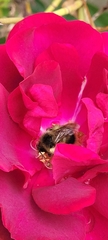 Bombus mixtus