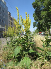 Verbascum nigrum