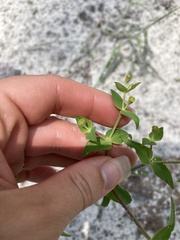 Euphorbia floridana