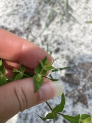Euphorbia floridana